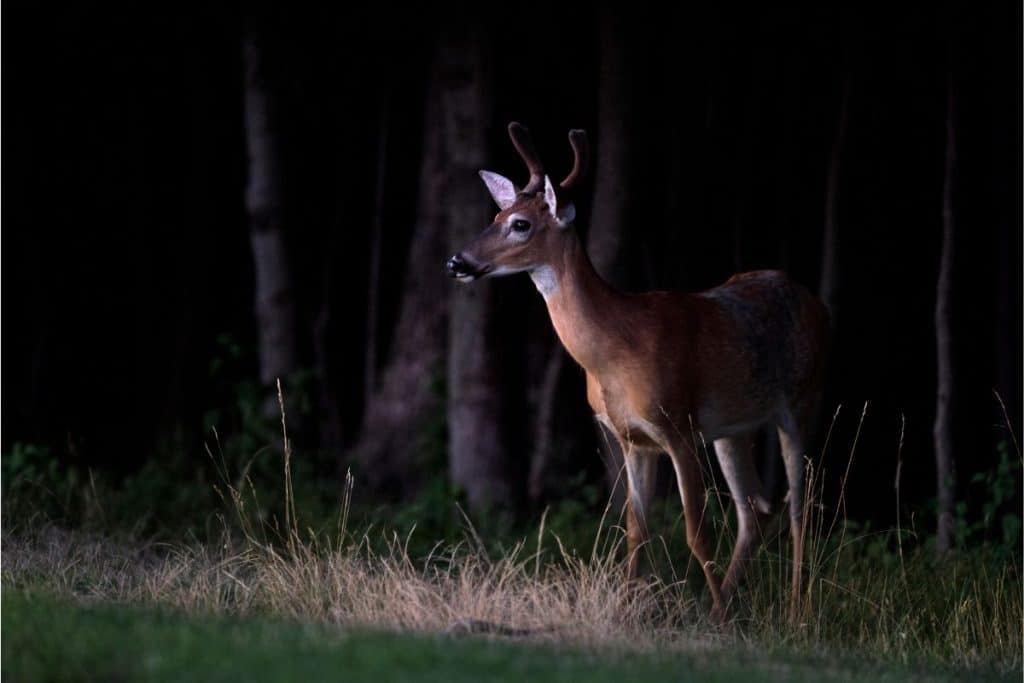 Are Deer Nocturnal