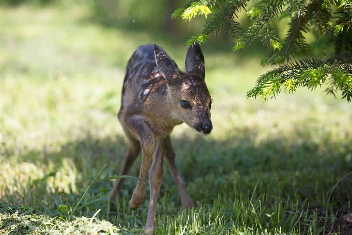 who do i call if i find a baby deer