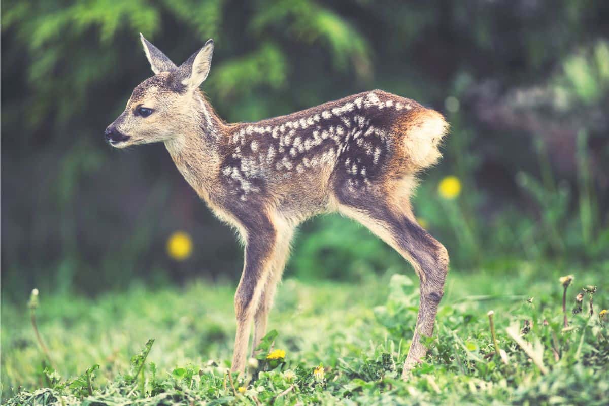 What Is A Baby Deer Called