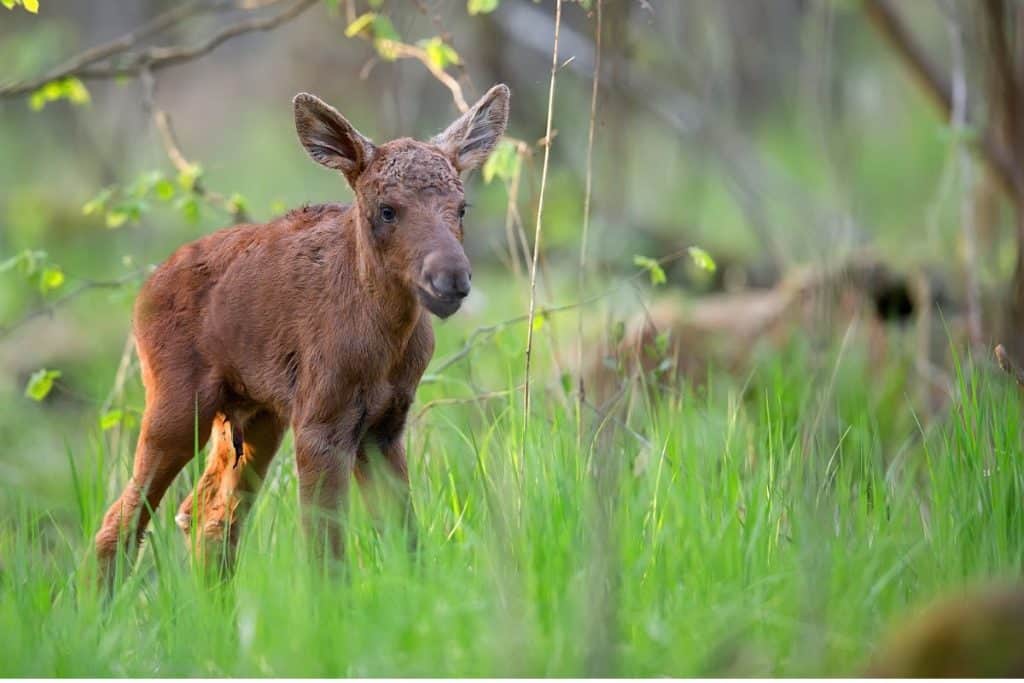 Baby Moose