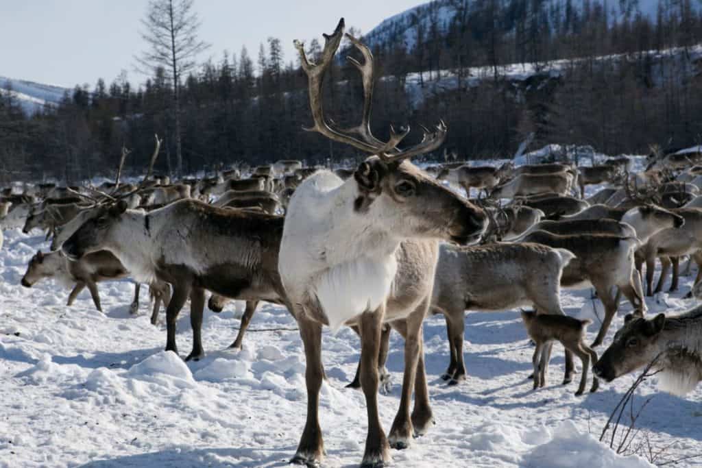 Caribou Deer Warm Winter