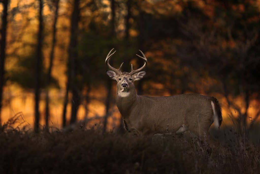 Deer Buck Twilight