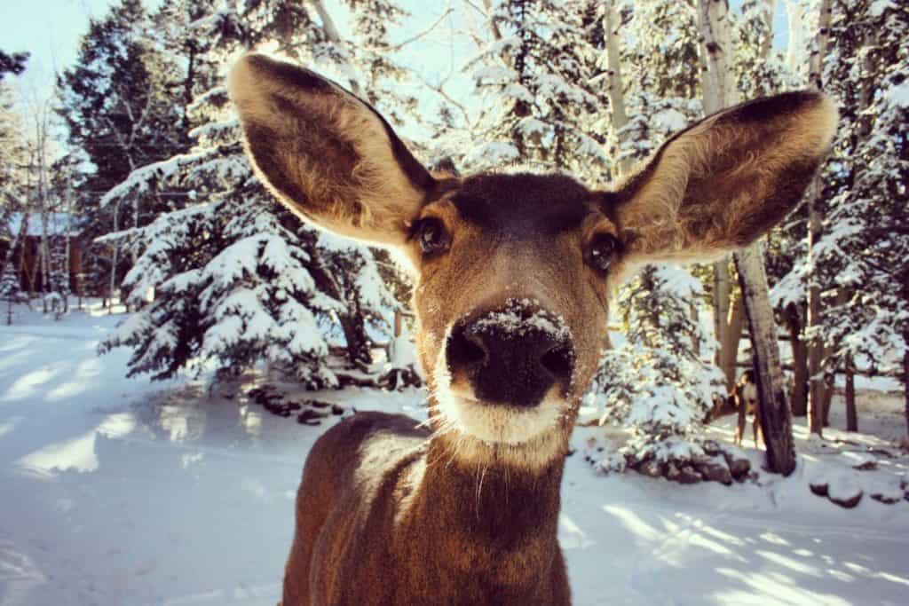 Deer Nose Adapted for Cold