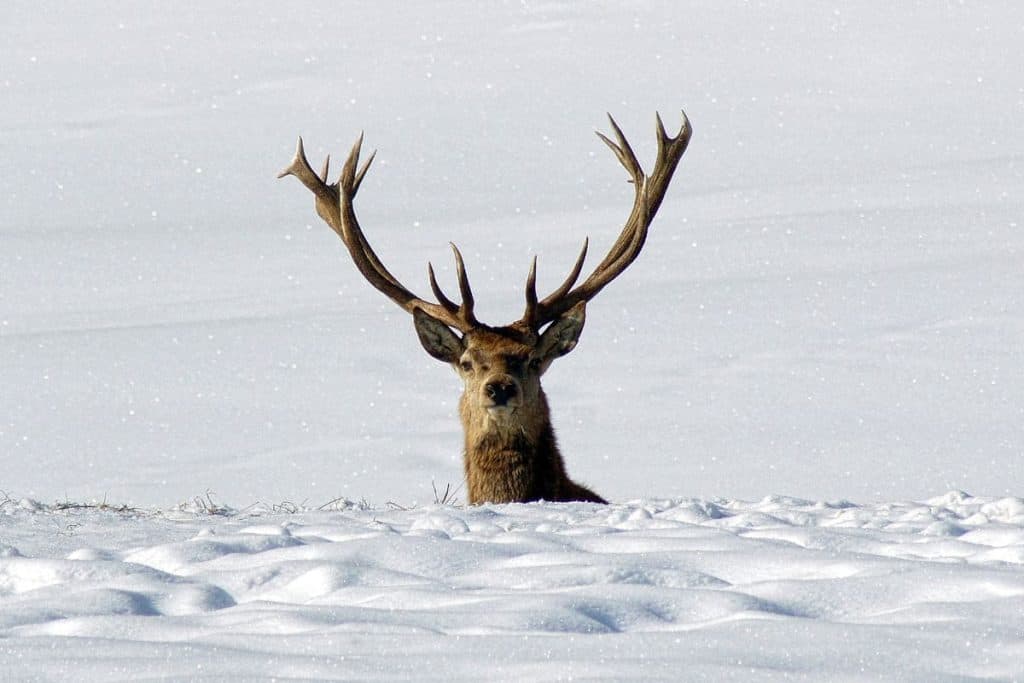 Deer Stay Warm in Winter