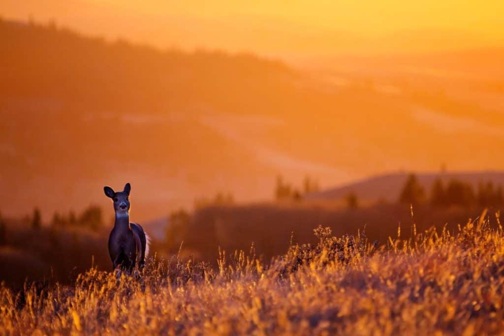 Deer Sunset