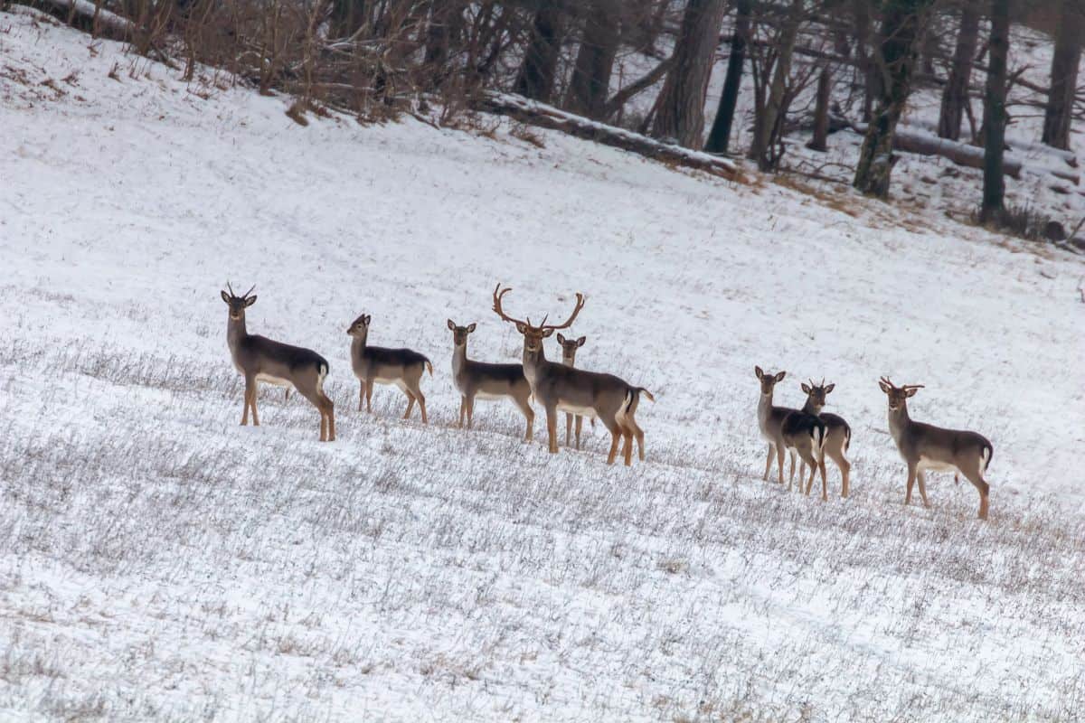 How Do Deer Stay Warm in the Winter? - Deer Knowledge