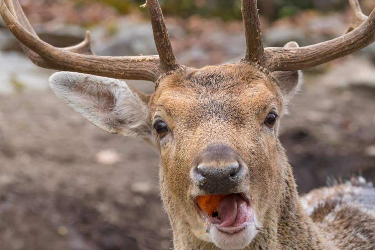 Can deer eat oranges