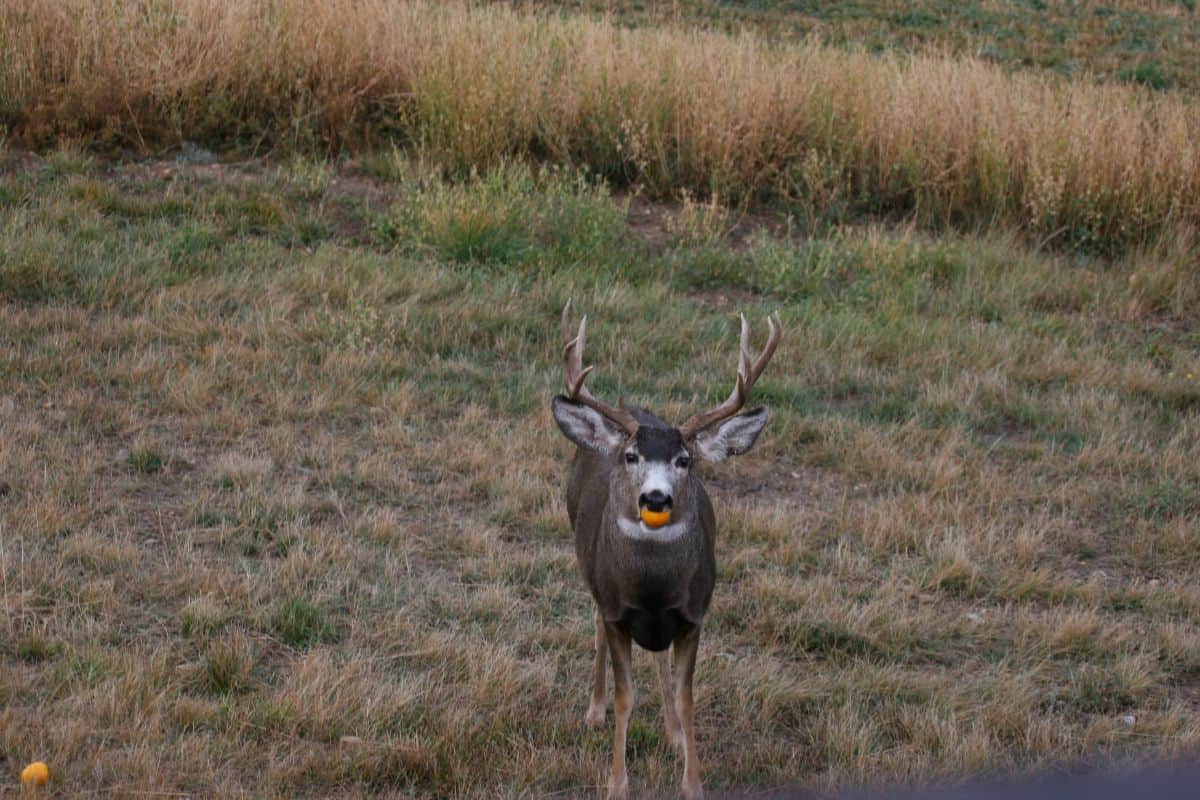 Deer eating orange