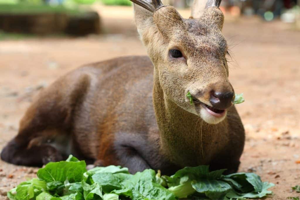 Deer eating plants