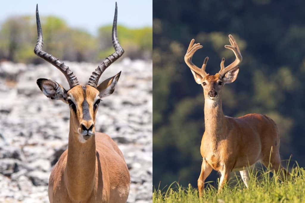 Deer vs Antelope