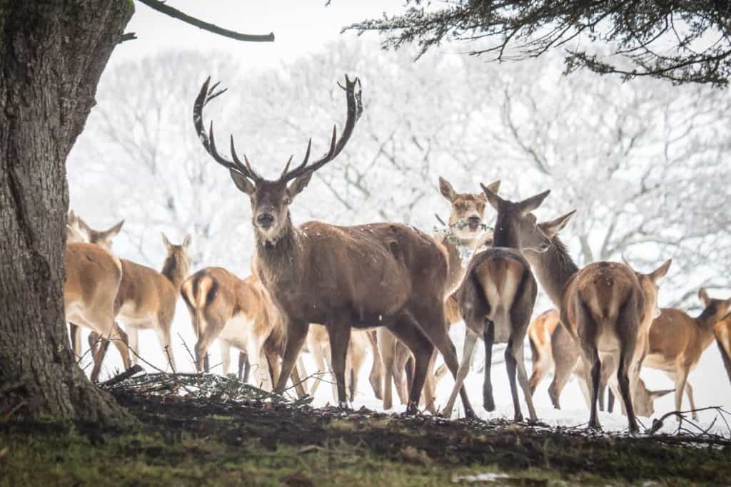 Deer yarding