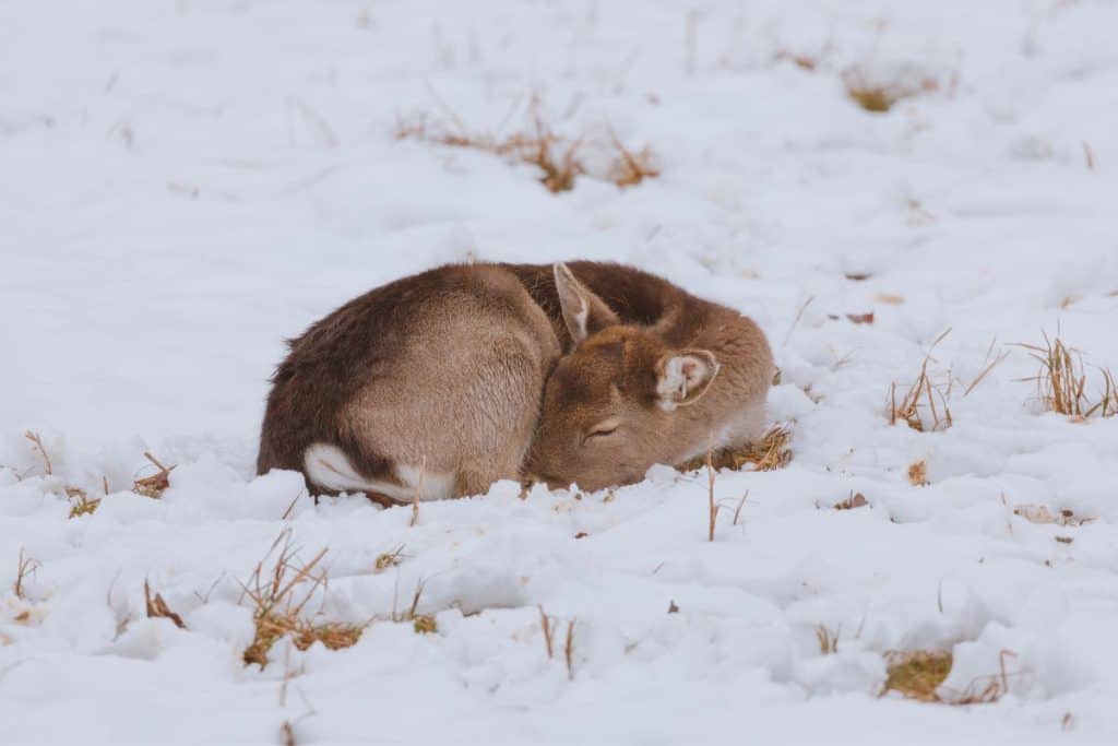 Do Deer Hibernate