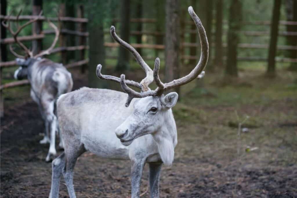 Female deer have antlers