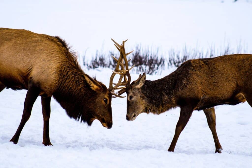 Female deer have antlers