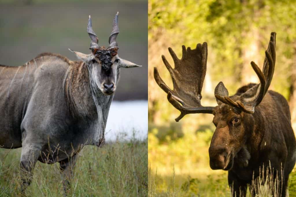 Giant Eland and Moose