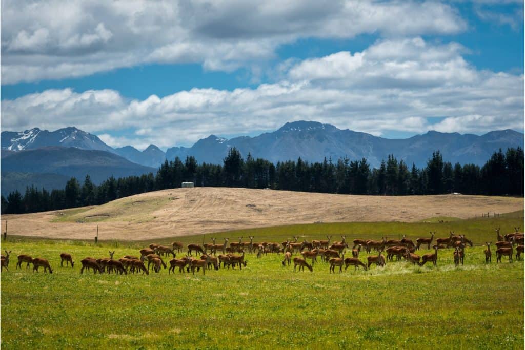 Herd of deer