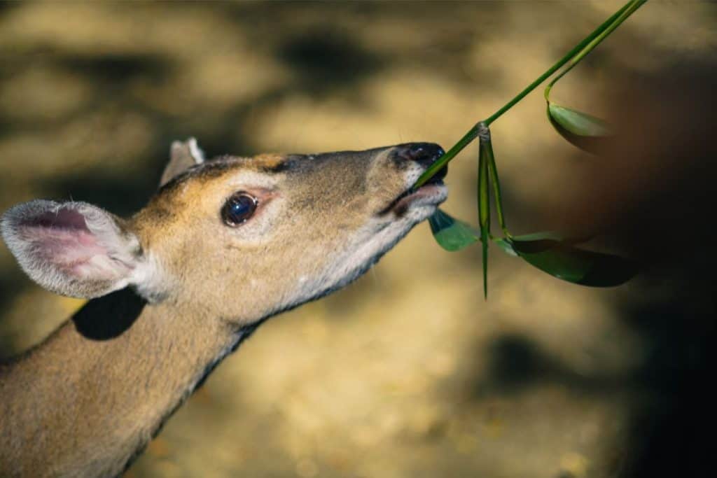 How many stomachs do deer have