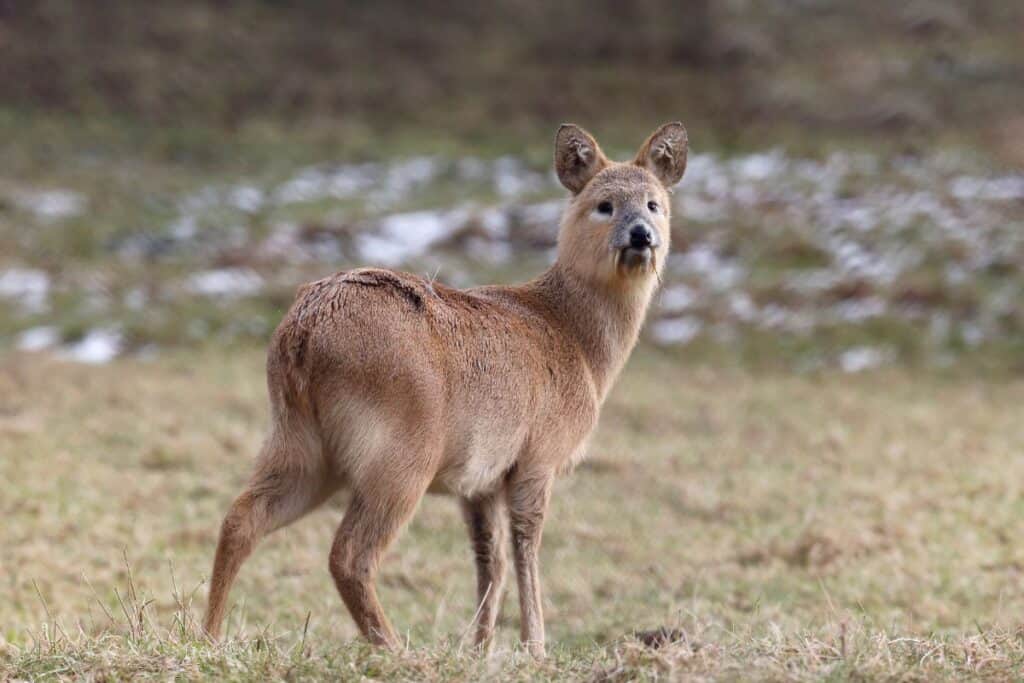 Water deer no antlers