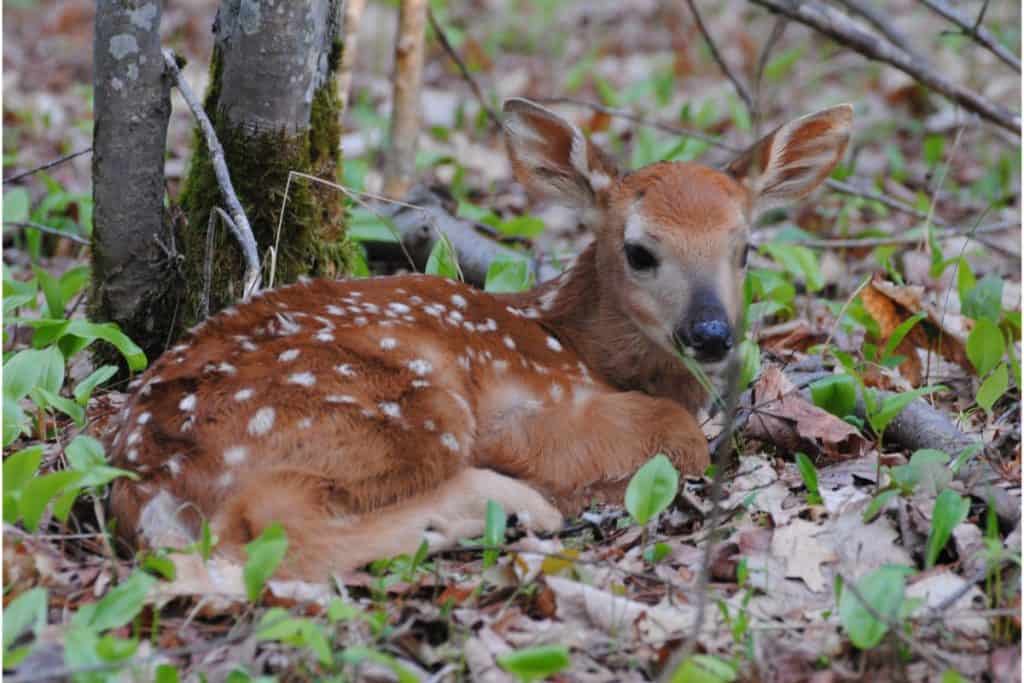 why-do-baby-deer-have-spots