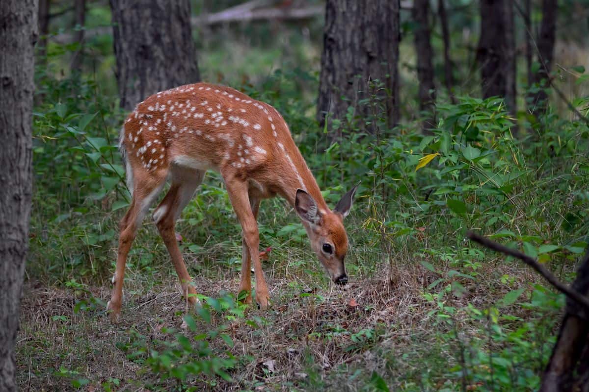 why-do-baby-deer-have-spots