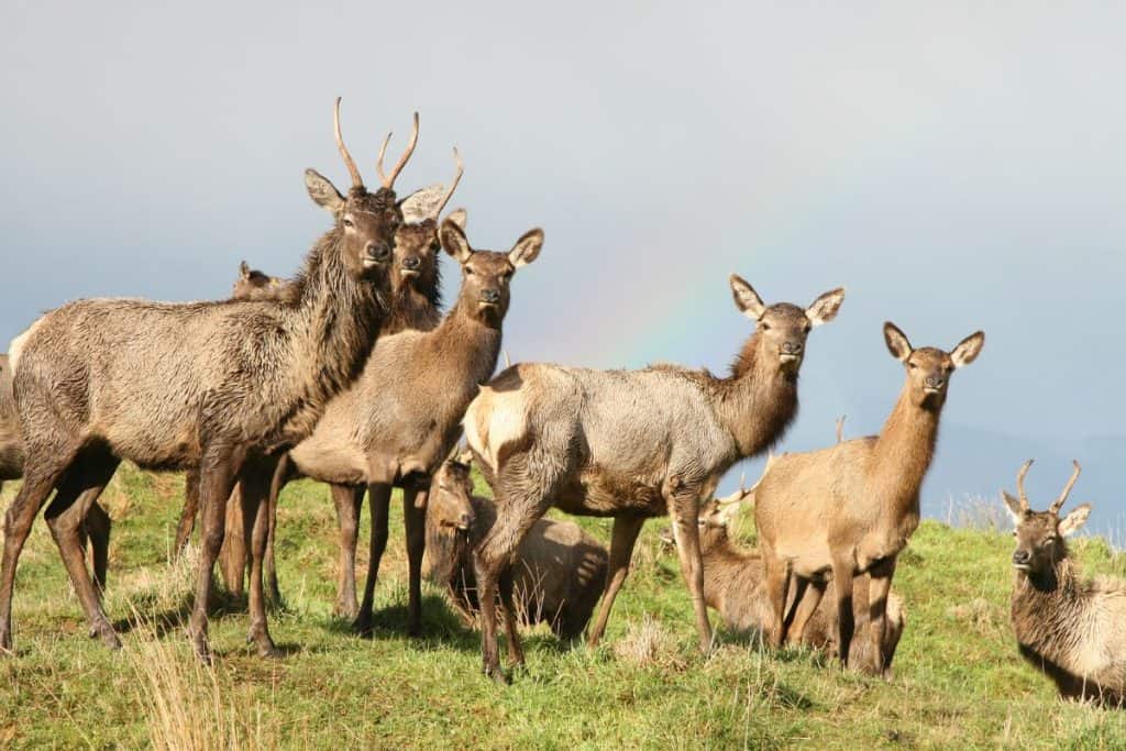 group of deer called