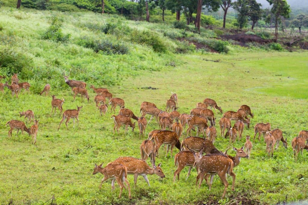 group of deer grazing