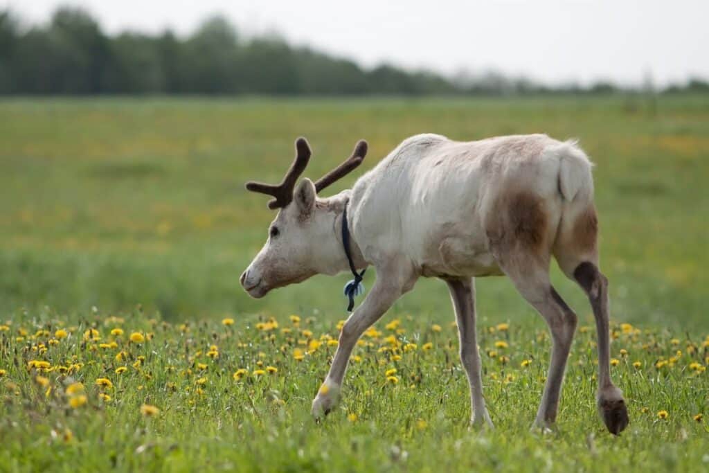 young female deer with antlers