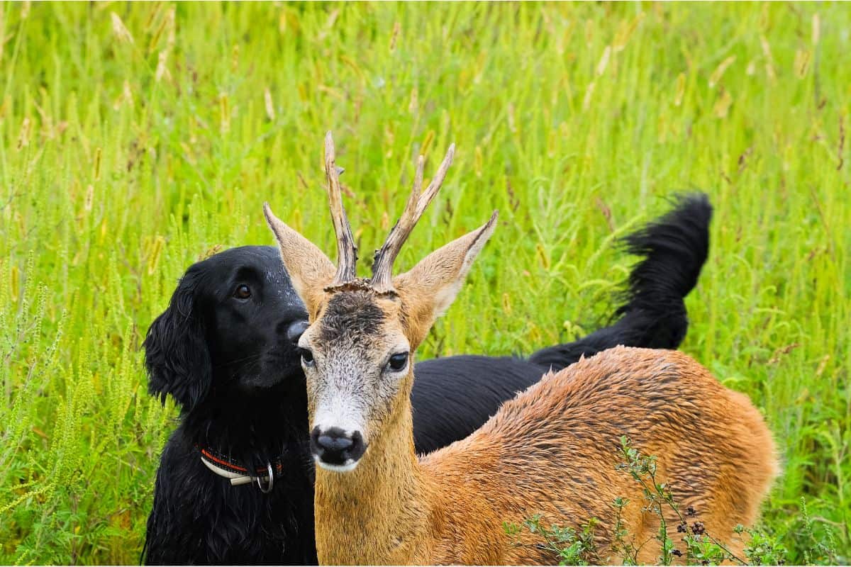 Are deer afraid of dogs