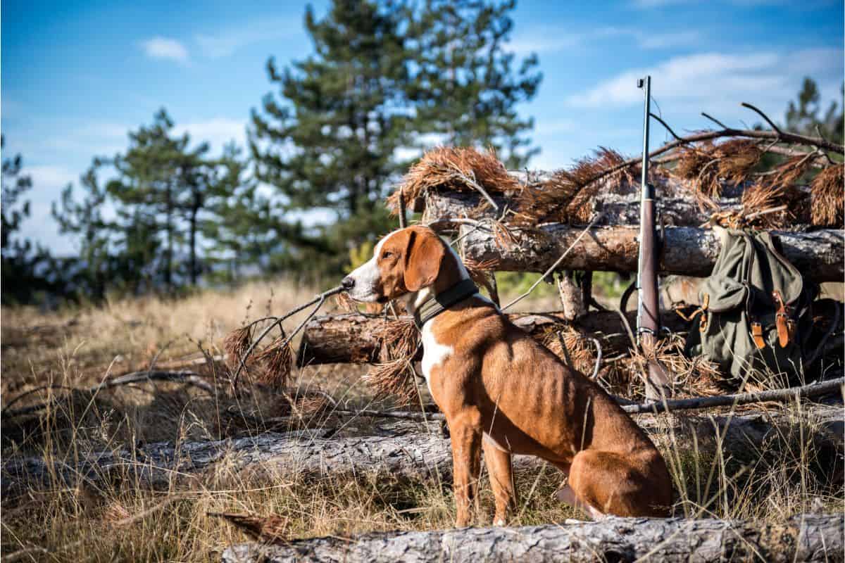 deer afraid of dogs