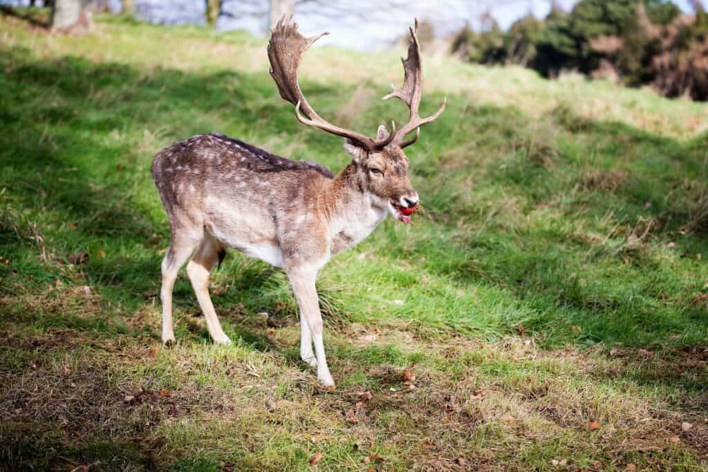 deer eat tomatoes