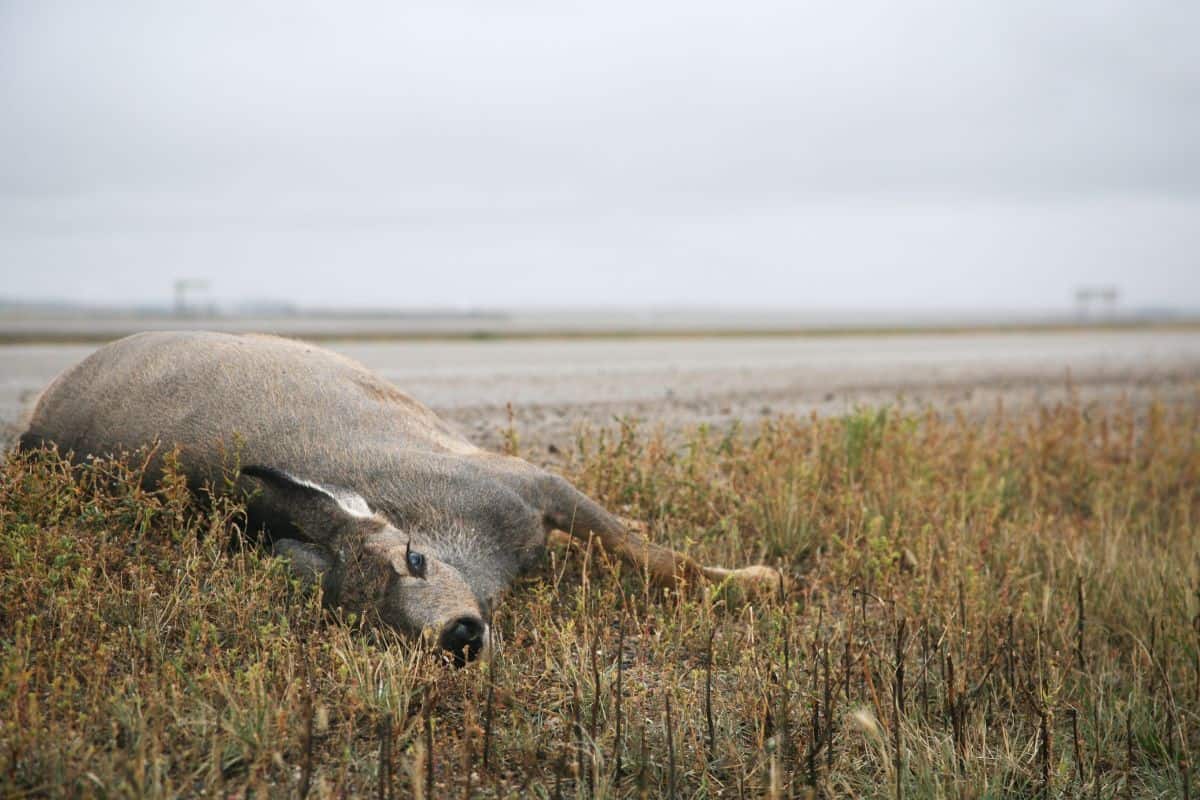 Deer Mourn Their Dead